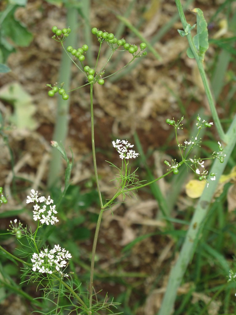 Bifora radians